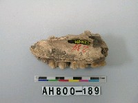 藏品(獸上顎骨)的圖片